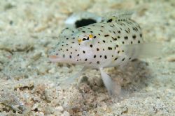 Speckled sandperch. S2PRO, 60mm. by Derek Haslam 